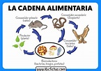 La cadena alimentaria - ABC Fichas