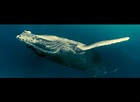 Unsere Ozeane Film (2009) · Trailer · Kritik · KINO.de