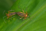 Stenomacra marginella (Bordered Plant Bug) - Costa Rica - Kleintiergalerie