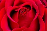 Beautiful Rose Photos / Romantic Flowers: Rose : Roses in a falling ...