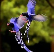 aves hermosas del mundo volando Rufous-tailed hummingbird