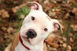 Pit Bull Dogs Wallpapers: Cute PitBull dog pics