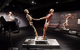 The real bodies exhibition at the NEC - Birmingham Live