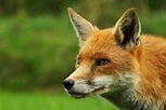 Meet The Animals - British Wildlife Centre