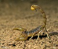 Scorpion Photos, Scorpion Images, Nature Wildlife Pictures | NaturePhoto
