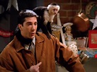 What has Marcel the Monkey been doing since Friends? | The Independent