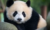 Así ha logrado China salvar al oso panda gigante de la extinción - CHIC ...