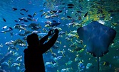 Home Page | Blue Planet Aquarium