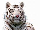 White Tiger Free Download PNG - PNG All | PNG All