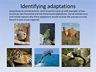 PPT - Adaptations of organisms PowerPoint Presentation, free download ...