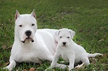 Dogo Argentino: Personalidade, fotos, preço e filhotes - Adoro Pets