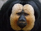 Bizarre Looking Saki Monkeys | Weird animals, Monkey species, Animal faces