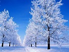 Frosty | Winter scenery, Winter snow wallpaper, Winter pictures