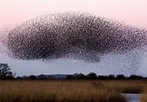 Swarm - NadelleEmaan