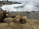 Visiting The Sea Lions At La Jolla Cove - The Wandering Weekenders