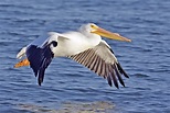 File:White pelican02 - natures pics.jpg - Wikipedia