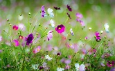 Spring Wildflowers Wallpapers - Wallpaper Cave