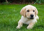 Labrador Retriever Puppy - my parents dog :) | Labrador retriever ...