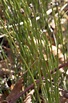 CalPhotos: Equisetum variegatum; Variegated Horsetail