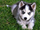 Cute+Husky+Puppies | Cute Siberian Husky Puppy Sitting On Grass Puppies ...