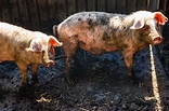 Dos cerdos en una pocilga en un corral | Foto Premium