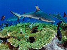 Gray Reef Shark, Kingman Reef