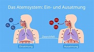 Atmungsorgane • einfach erklärt: Aufbau und Funktion (2022)