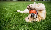 Las razas de perro más juguetonas - Foto 1