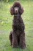 Poodle Dog Breed » Information, Pictures, & More