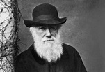 Seleção natural - O que é, como ocorre, tipos, teoria de Charles Darwin