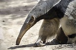 9 Fascinating Anteater Facts