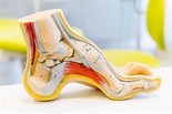 Anatomía del pie: sus partes y problemas comunes - Mejor con Salud