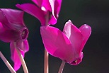 Bright Pink Cyclamen | Welcome to FablesandFlora.com