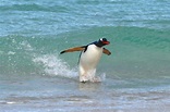 Surfing Penguin, Falkland Islands - Most Beautiful Picture