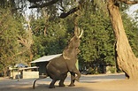 心碎！非洲生態浩劫：逾350頭大象離奇暴斃 水坑邊繞圈踱步驟然倒地......波札那當局尚未釐清死因-風傳媒