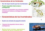 PPT - REINO ANIMAL PowerPoint Presentation, free download - ID:1740383