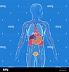 3d-Abbildung des Inneren der menschliche Körper Anatomie, transparent ...