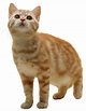 Gato PNG