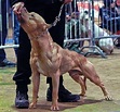 Worlds Most Aggressive Dog Breeds | PetHelpful