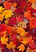 photo automne feuille – photos feuilles d’automne – QFB66