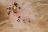 What Are the Effects of Ticks on Dogs? - Pest Wiki