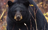 Black Bear - Churchill Wild Polar Bear Tours