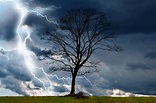 Tree And Storm 2 Free Stock Photo - Public Domain Pictures