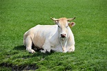 White Bull Free Stock Photo - Public Domain Pictures