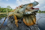 9 Illuminating Facts About Iguanas in 2021 | Green iguana, Iguana ...