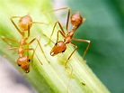 How to Know If You've Got Fire Ants