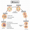 Mitosis: Definition, Stages, & Purpose, with Diagram