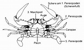 Brachyura - Lexikon der Biologie