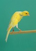 Belgian Canary Bird Facts | Serinus canaria domestica - AZ Animals