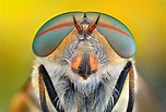 G1 - Fotógrafo se especializa em fotos macro de olhos de insetos ...